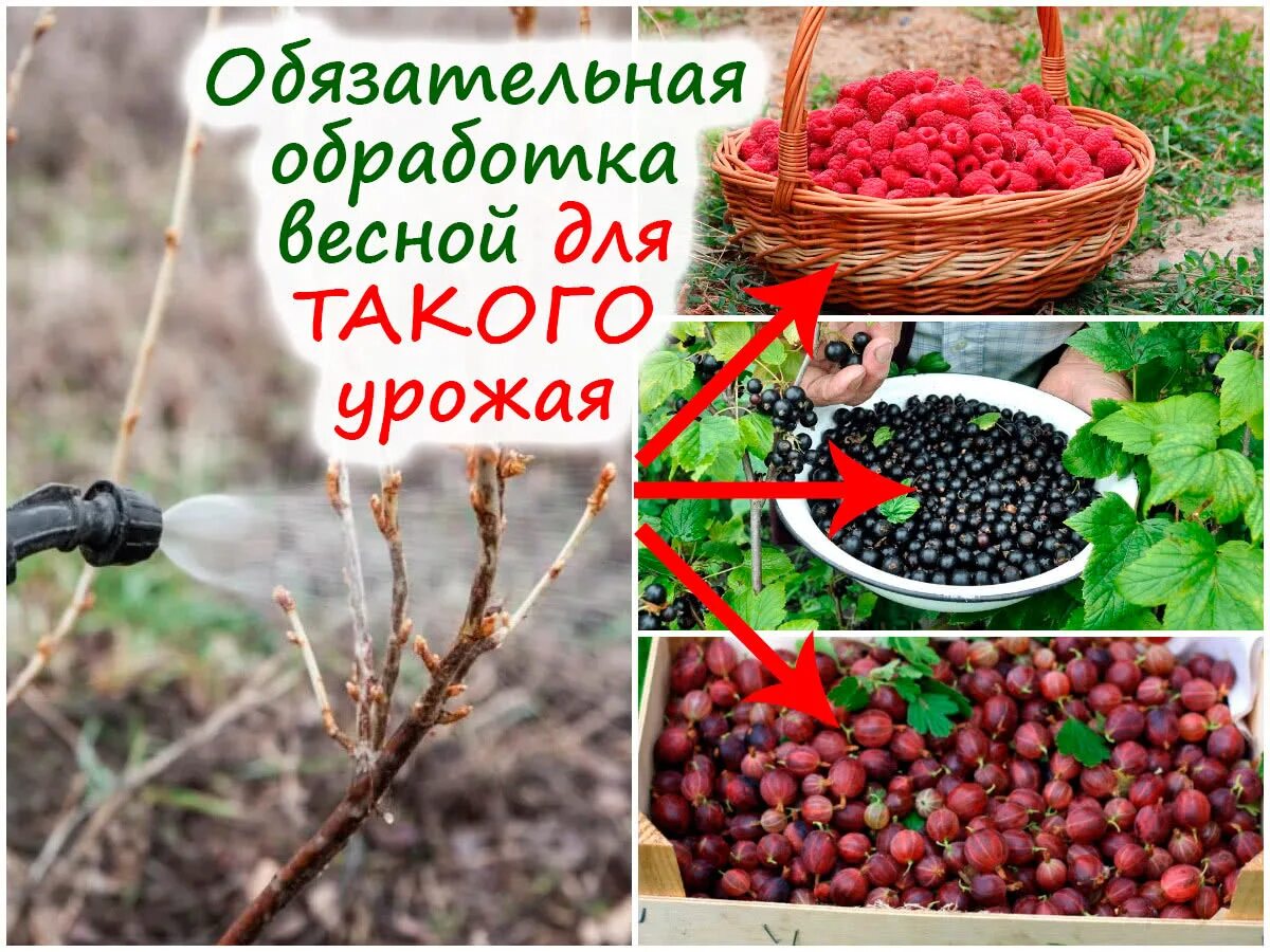 Чем подкормить крыжовник в зиму