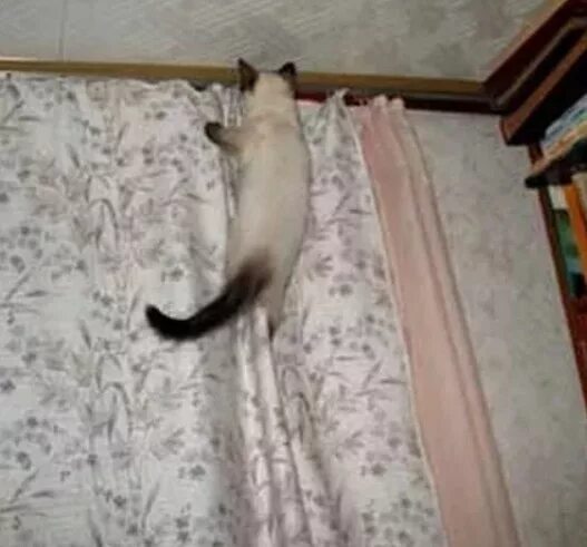 Почему коты лазят