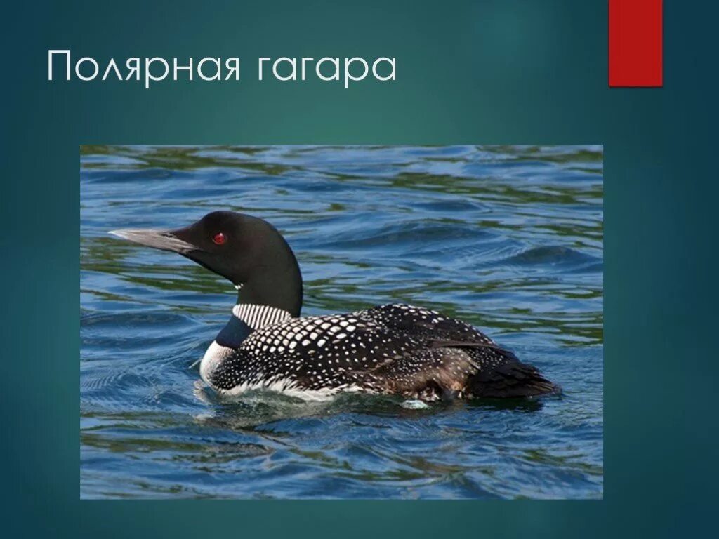 Сообщение о гагарке. Белоклювая гагара сообщение. полярная гагара птица. птица гагара фото и описание. в тундре обитают гагара.