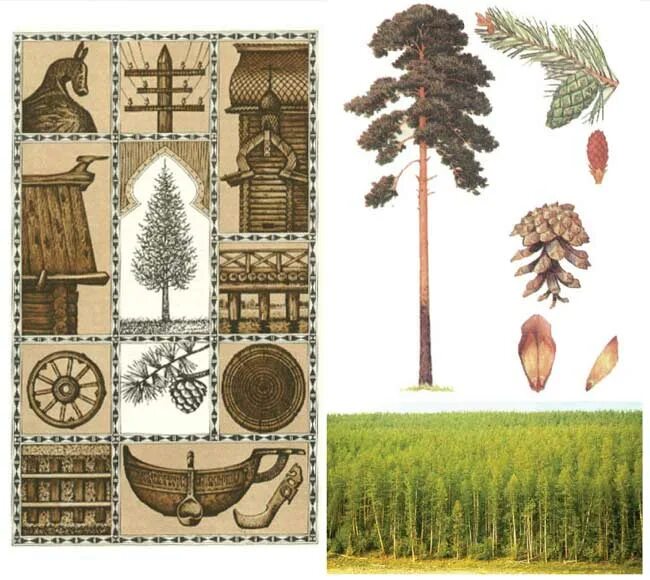 Лиственница высота дерева. Лиственница сибирская диаметр кроны. Хвоинки лиственницы описание. Лиственница символ страны. Национальное дерево россии лиственница.