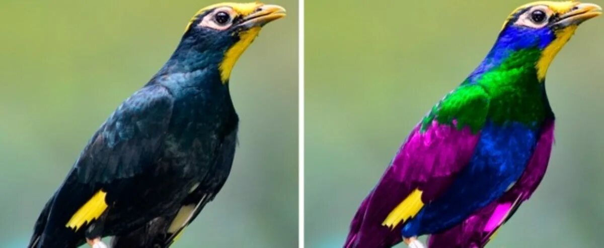 Зрение птиц. Как видит птица и человек. Как видят птицы. Птицы различают цвета. Как птицы видят людей.