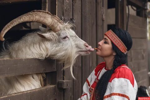 Любовь зла и козел зол