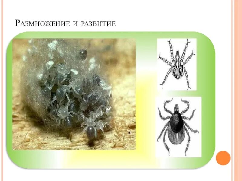 Паукообразные размножение. Размножение и развитие паукообразных. класс паукообразные размножение. развитие паука. паук размножение и развитие.