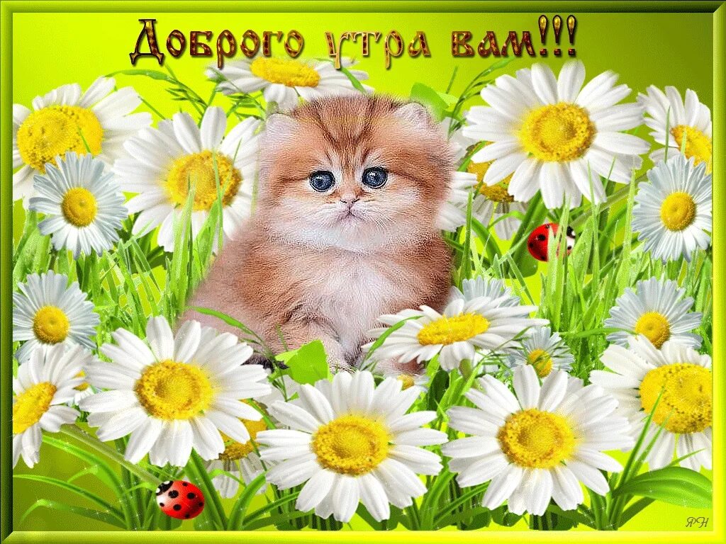 Видео доброе утро добрый день. Открытки доброе утро. открытки с добрым утром красивые. доброго вам утра. с добрым утром картинки красивые.