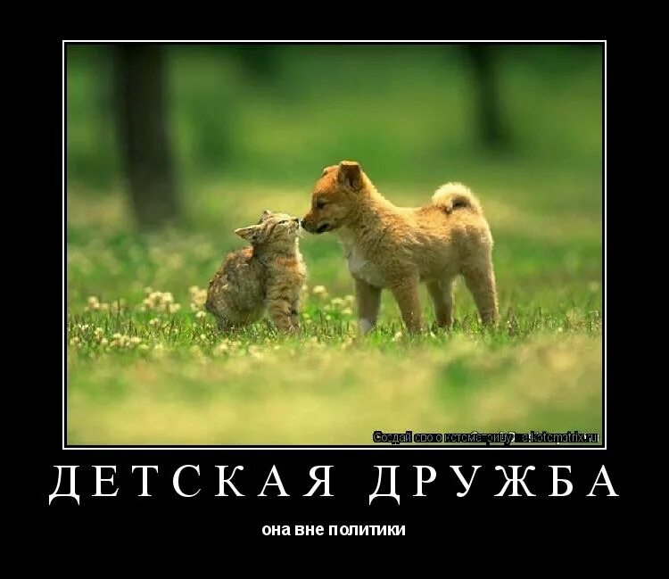 Давай про животных. Давай про животных. Животные с юмором. Четырехпалый сурикат. Южноафриканский сурикат.