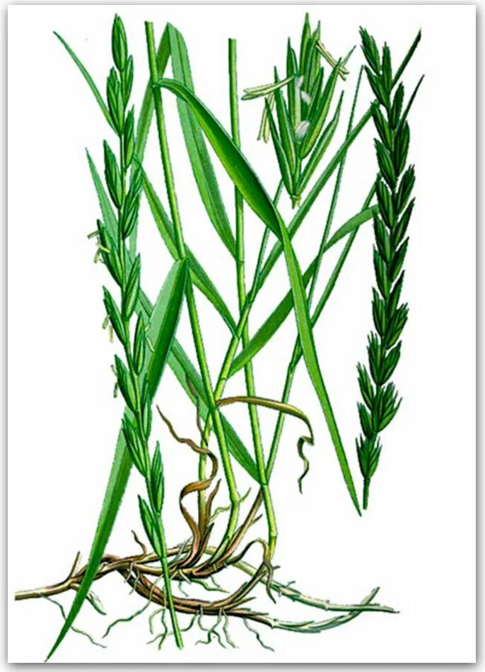 Пырей ползучий тип. Пырей ползучий тип. Пырей ползучий elytrigia repens l. Пырей ползучий тип. Пырей ползучий семена.