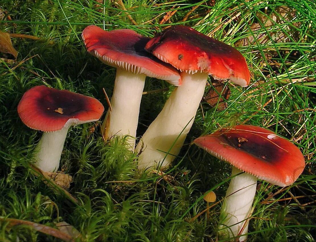 Сыроежка трубчатый или. Сыроежка оранжевая. Russula graveolens. Подмосковные сыроежки. Сыроежка ломкая.