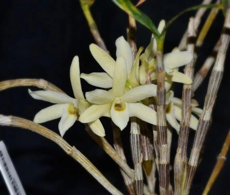 Дендробиум монилиформе. Дендробиум hwangseol. орхидея dendrobium moniliforme. дендробиум монилиформе вакасаме.