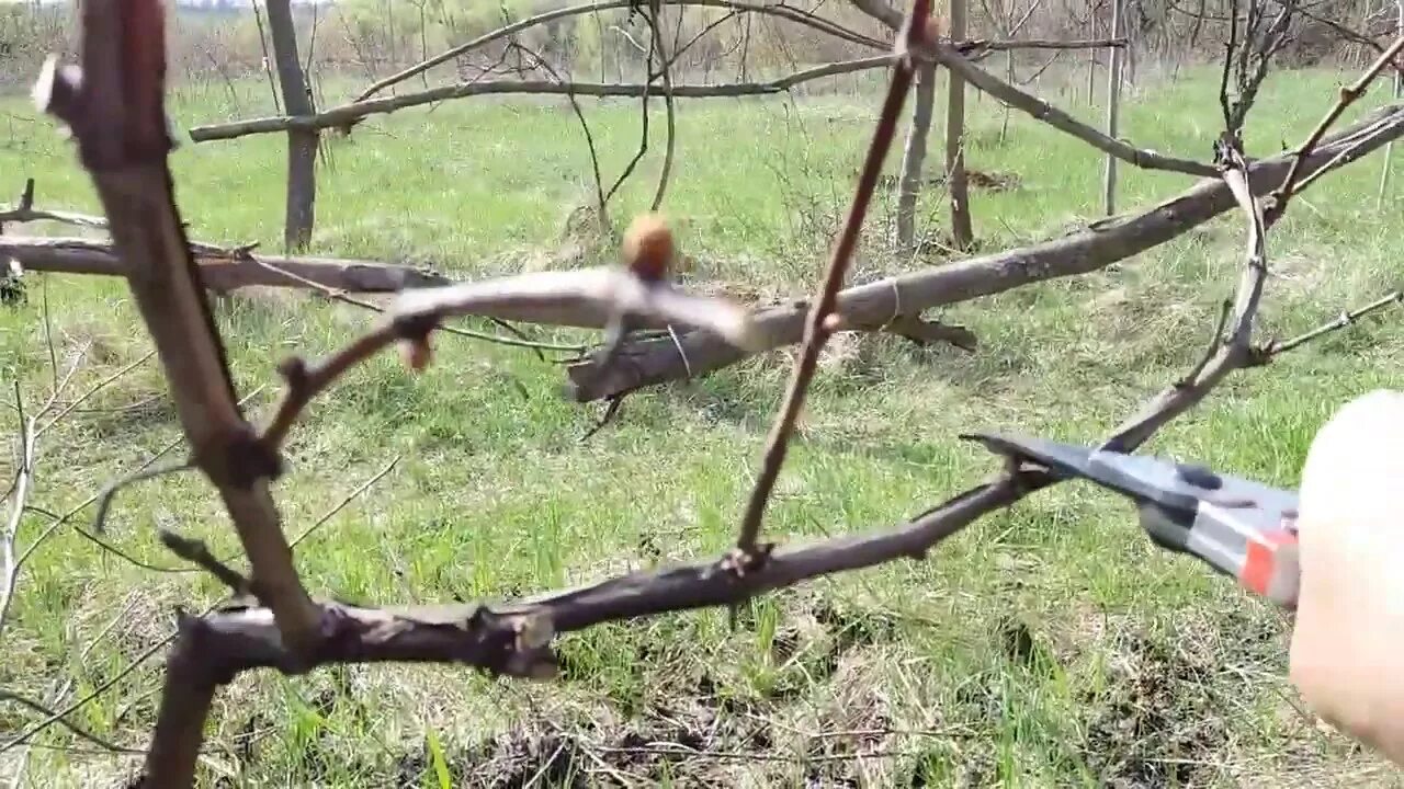 Обрезка винограда кишмиш. Обрезка лозы кишмиша. Видео обрезки винограда весной для начинающих