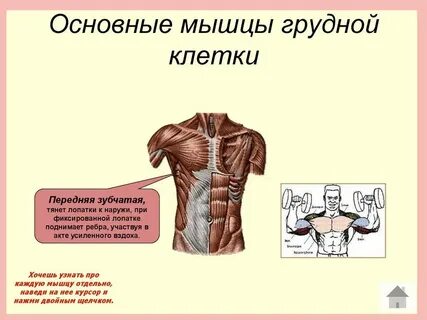 Расширение грудины