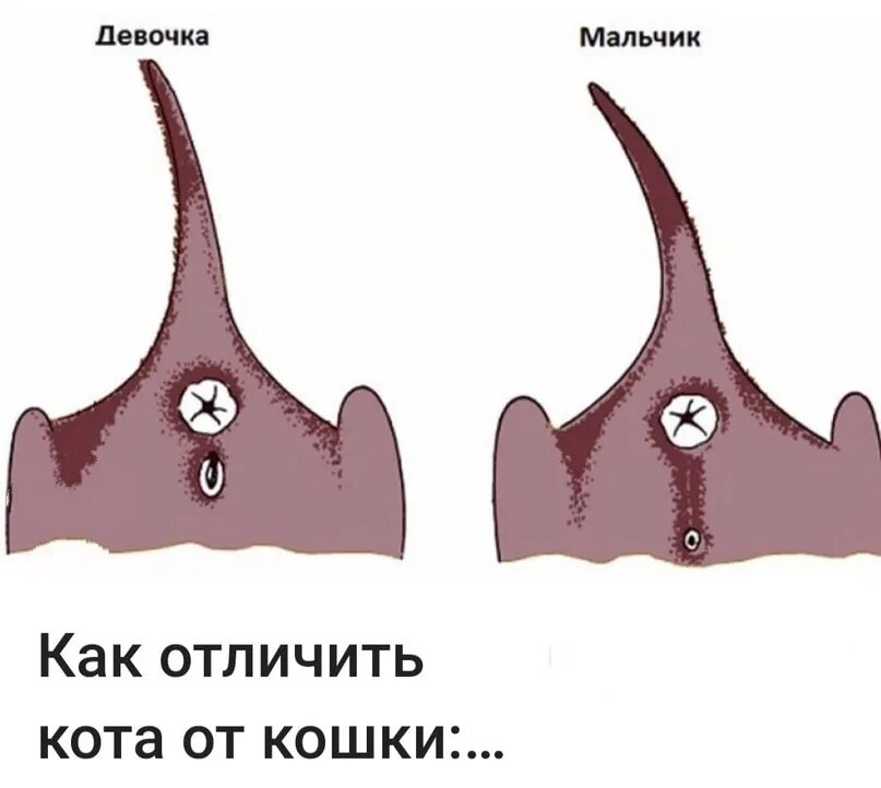 Как отличить котенка мальчика от девочки. Отличить котят мальчик или девочка. Как определить пол котенка. Как отличить кота от кошки.