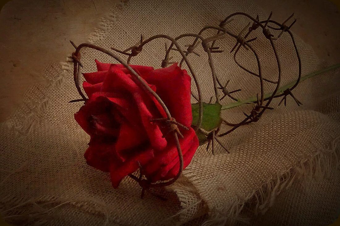 колючая роза. колючая роза. рок альбом роза на синем фоне. роза с шипами. песня любовь колючая как розы.