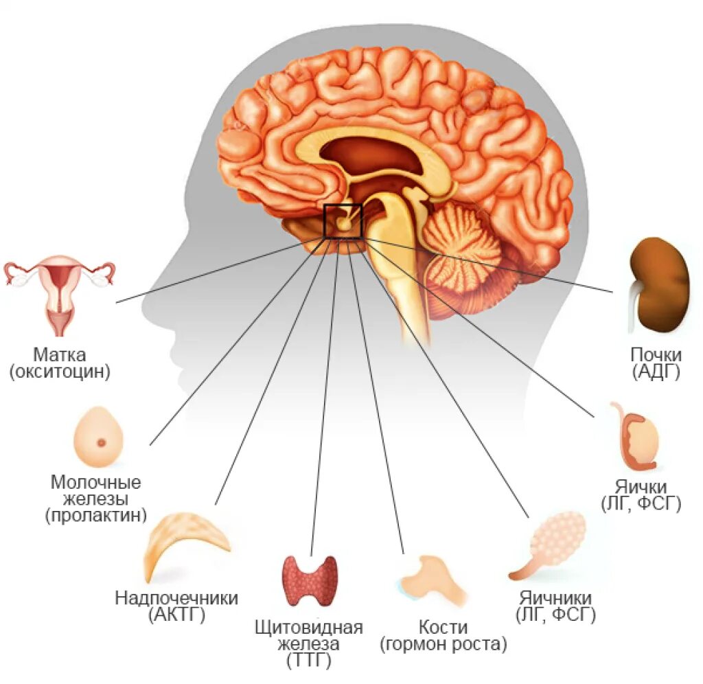 Гормоны вырабатываемые мозгом. Гипофиз головного мозга гормоны. Структура головного мозга гипофиз. Гипофиз схема мозга. Строение гормонов аденогипофиза.