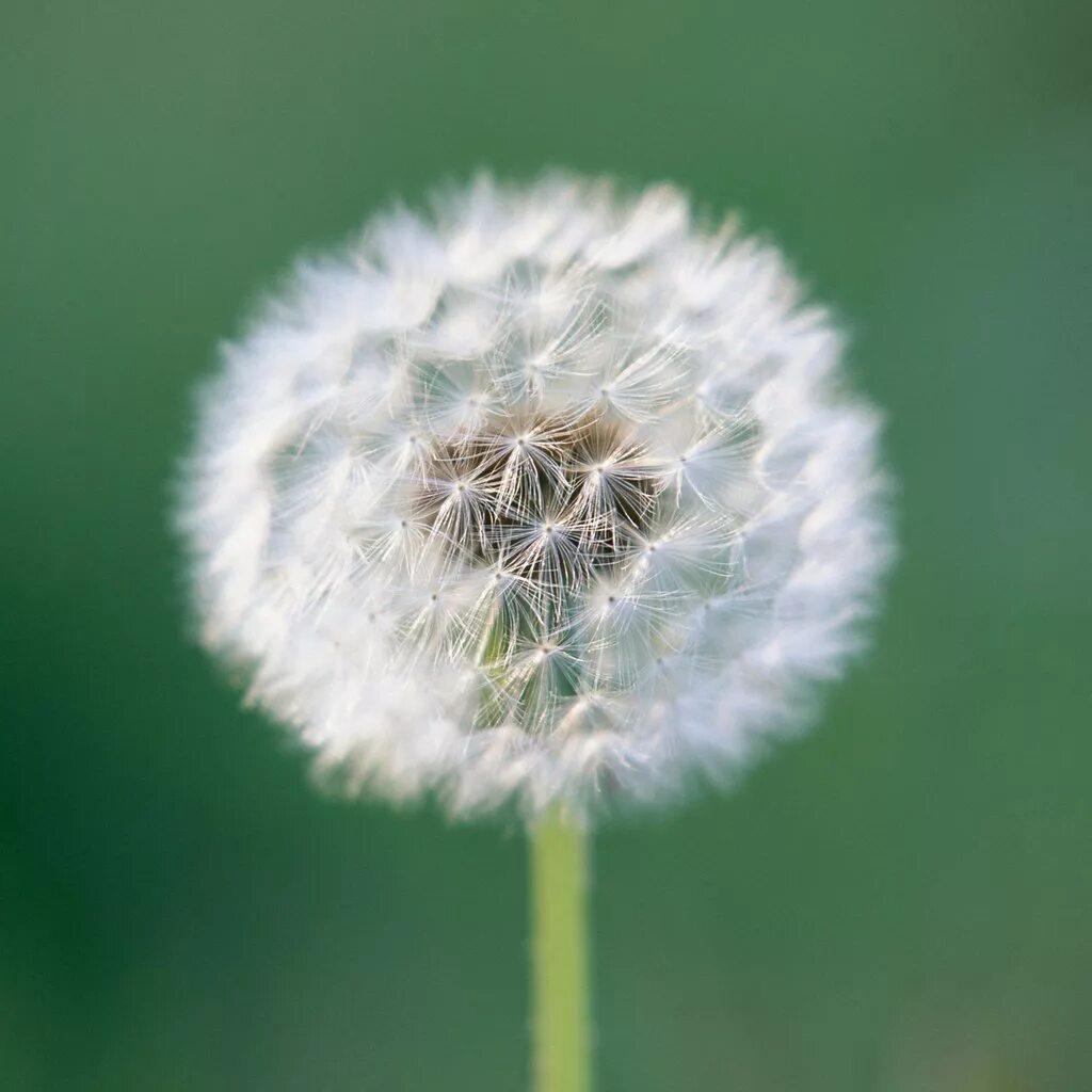 борец пушинка 8 букв сканворд