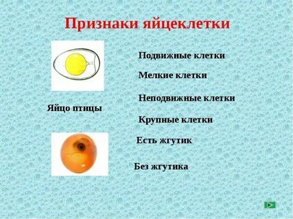 Антибиотик яйцеклетка