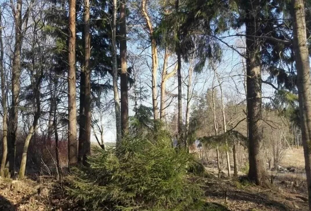 Купить участок большое поле. Большое поле Выборгский район Ленинградской области. Река Полевая Выборгский район. Посёлок большое поле. Усадьба большое поле Выборгский район.