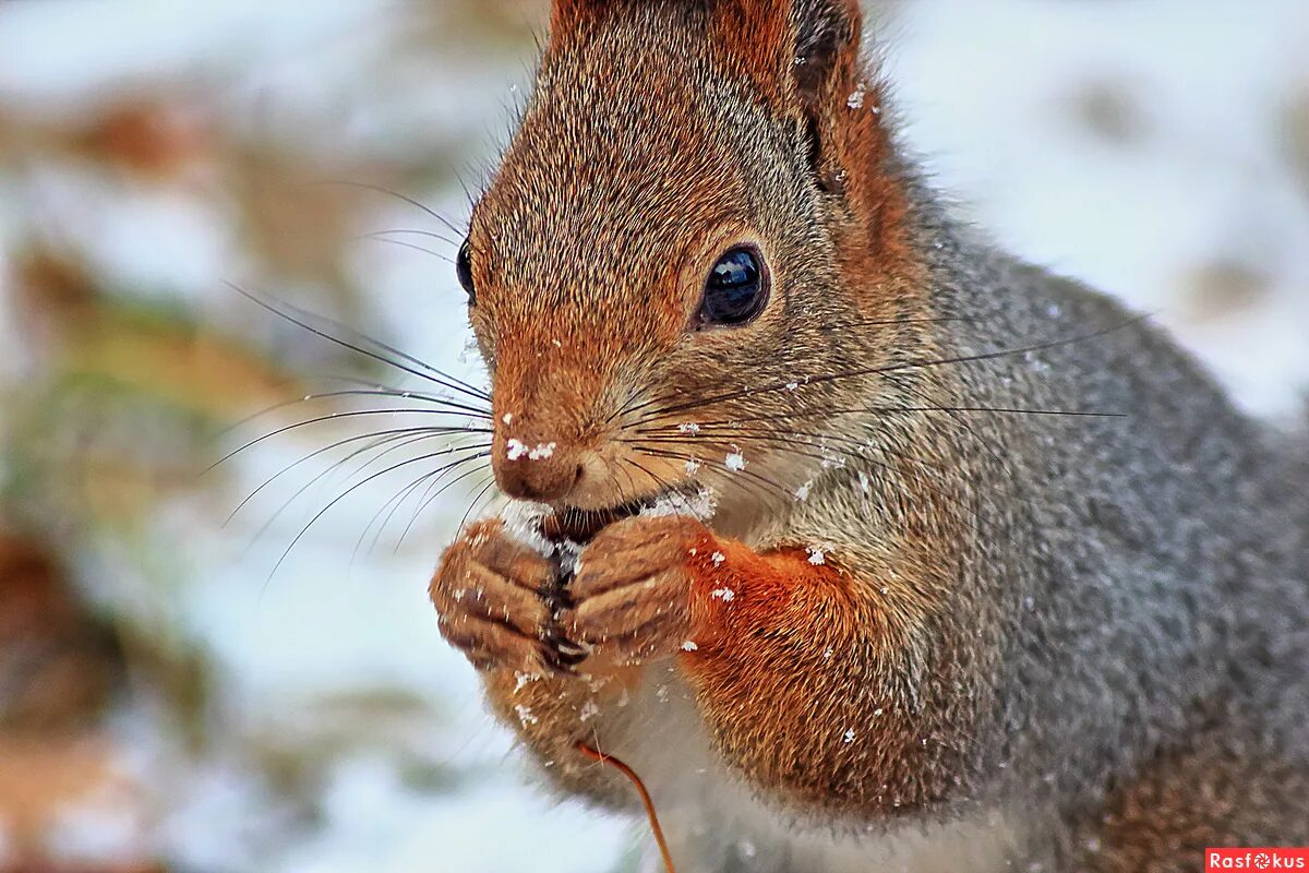 алтайская белка. приспособление белки. белка в вольере. адаптированный белок. белка зимует.