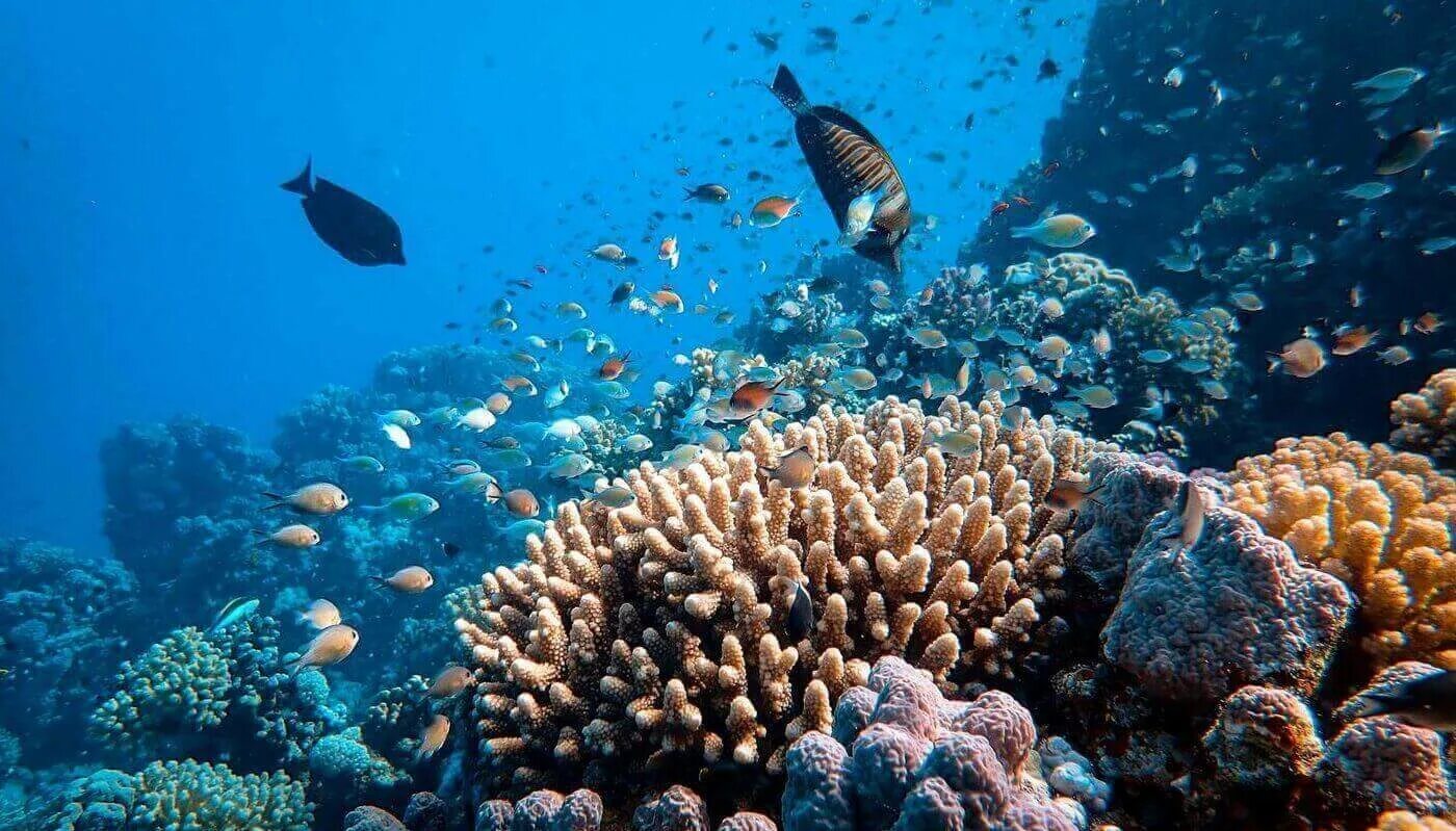 Коралловый риф в Шарм Эль Шейхе. Морская экскурсия Хургада погружение. Красное море Египет морские прогулки. Астролябский риф Фиджи.