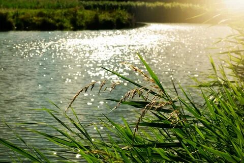 Водная гладь растение