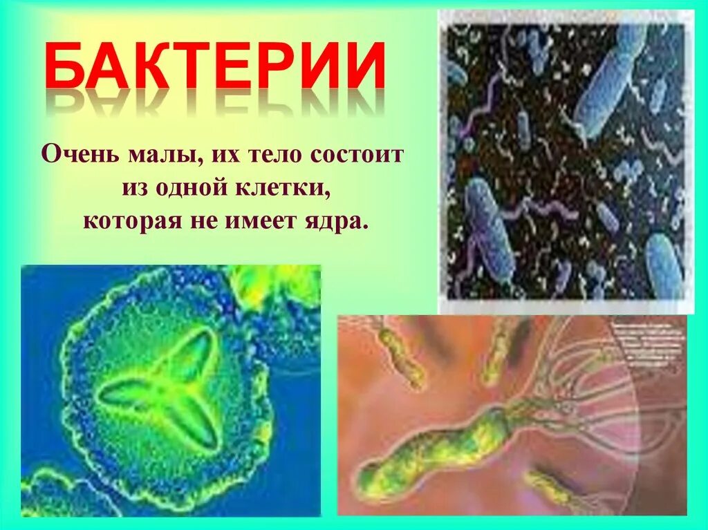 Царство бактерий. Бактерии из одной клетки. Организмы состоящие из одной клетки. Бактерии состоят из одной клетки. Тело всех организмов состоит из клеток