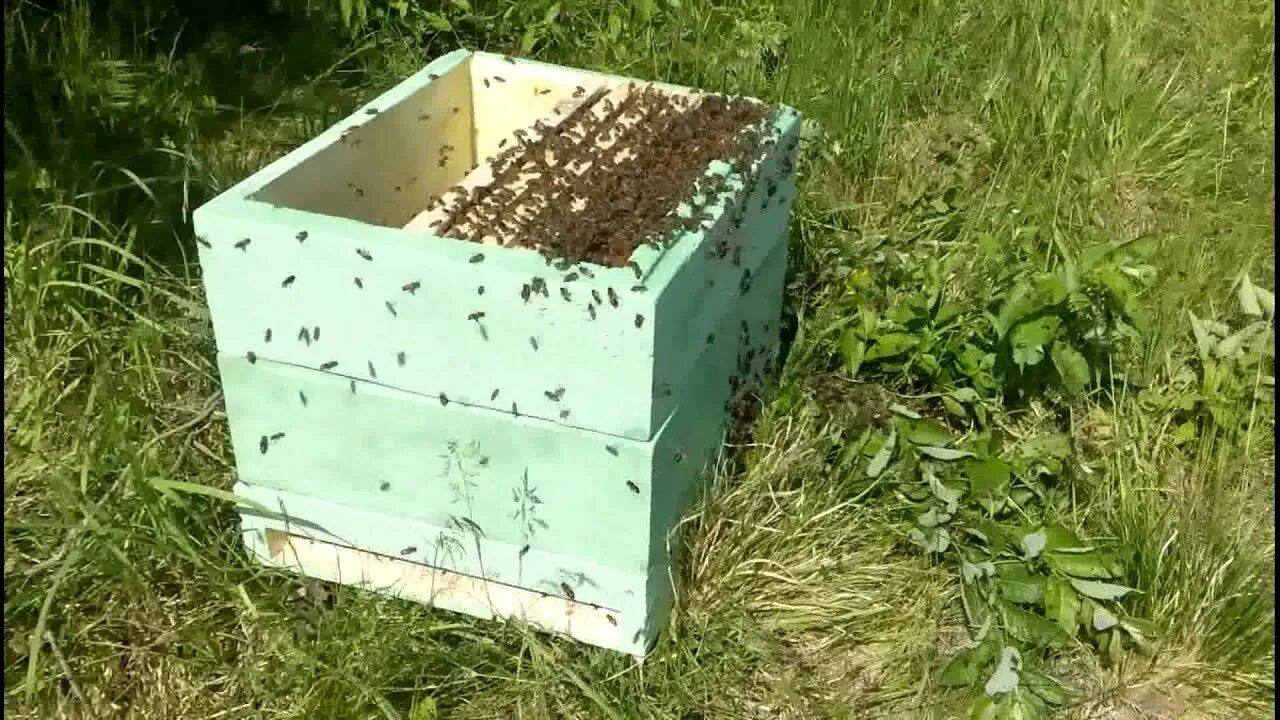 Ловля пчел. Пчелиный Рой. Рой улей. Улей ЛОВУШКА для пчел. Ловушки для роев пчел.