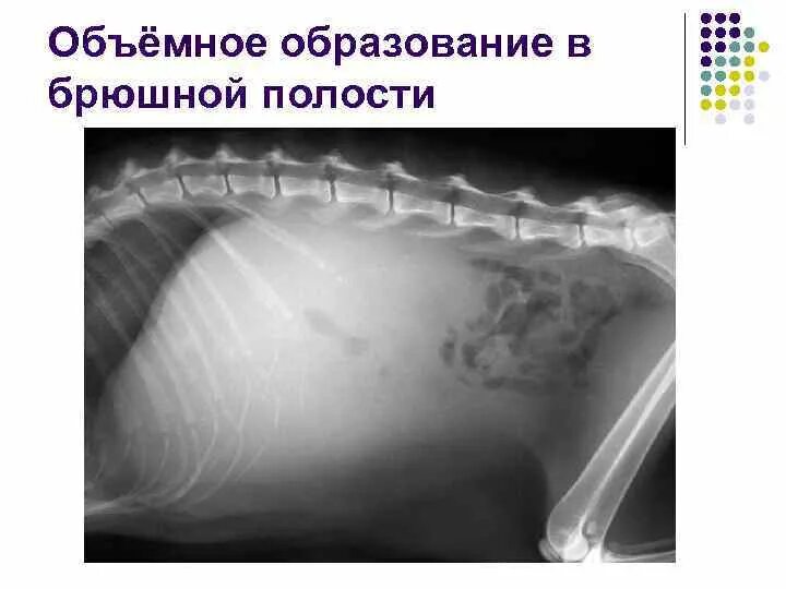 Проверить брюшную