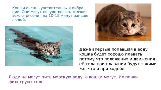 Жизнь кошечек