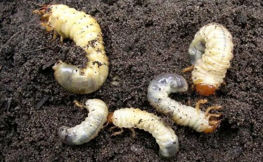 уничтожать личинок