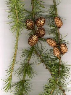 Какие хвоинки у лиственницы