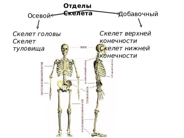 Перечислите отделы скелета. Осевой скелет добавочный скелет. Части скелета человека осевой и добавочный. Осевой скелет, скелет туловища скелет конечностей. Скелет головы верхних и нижних конечностей.