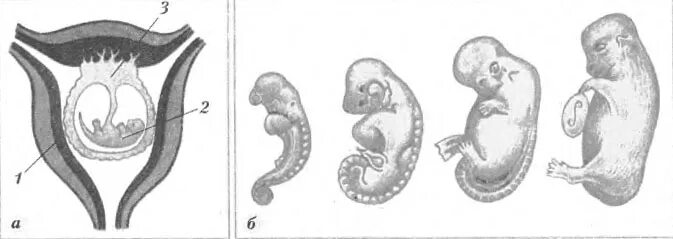 Где и как развивается плод млекопитающих. Стадии развития эмбриона млекопитающих. Зародыш в матке млекопитающих. Эмбрион млекопитающего плацента. Эмбрион млекопитающих строение ЕГЭ.