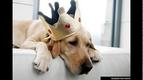 Собака четверг