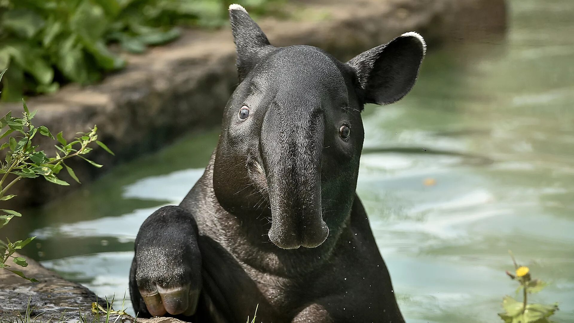 Малайский чепрачный тапир. Чепрачный тапир (Tapirus indicus. Непарнокопытные тапиры. Среднеамериканский тапир. Животное с 3 е