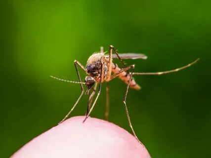 Mosquito