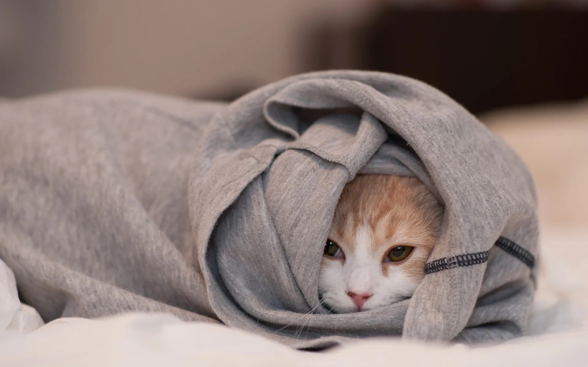 Котик в одеяле. Кот в одеяле. кот под одеялом. плед с кошками. кошечка под одеялом.