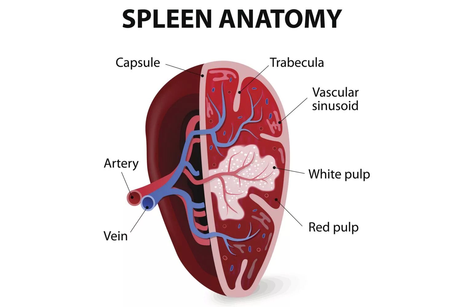 Просто селезенка. Селезенка. Селезенка анатомия человека. Spleen анатомия. Lien анатомия.