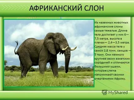 Краткий рассказ про слона