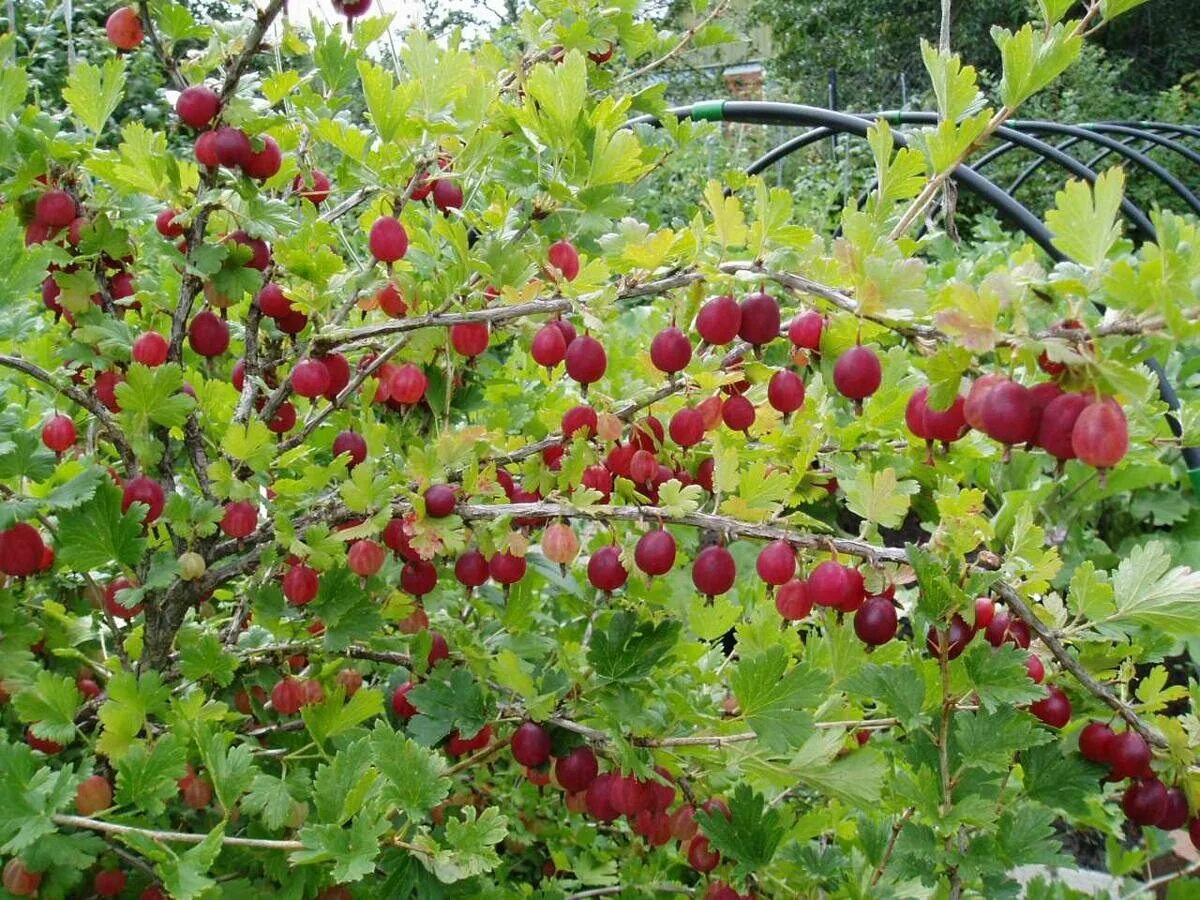 Кустарник смородина крыжовник. Крыжовник бесшипный Командор. Крыжовник (ribes grossularia `Командор`). Крыжовник Европейский куст. Крыжовник Хиннонмаки Грин.