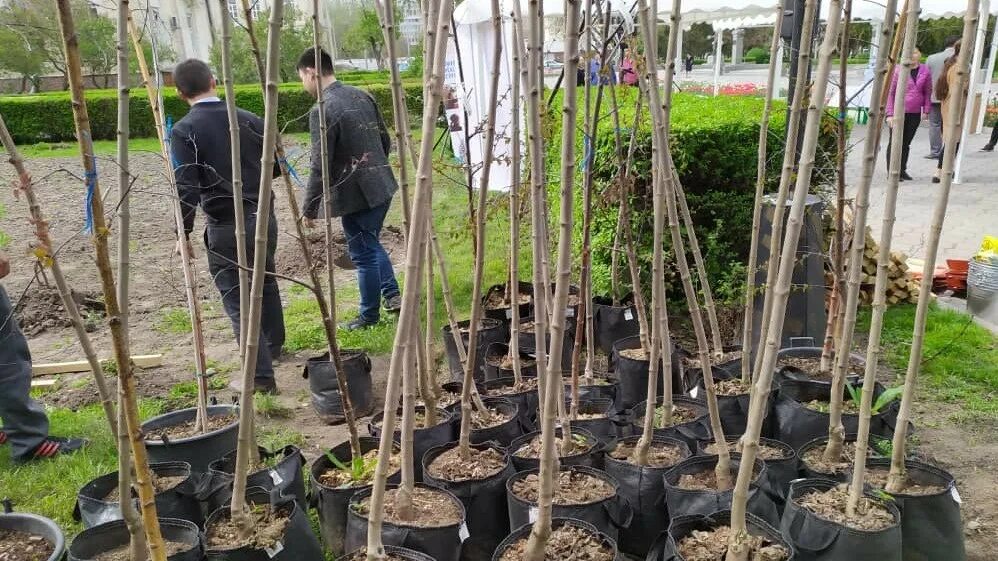 Сотка саженцы. Крупномерные саженцы деревьев посадка в парке. Деревья в Бишкеке. Посадка деревьев в бочки. Посадка деревьев Бишкек.