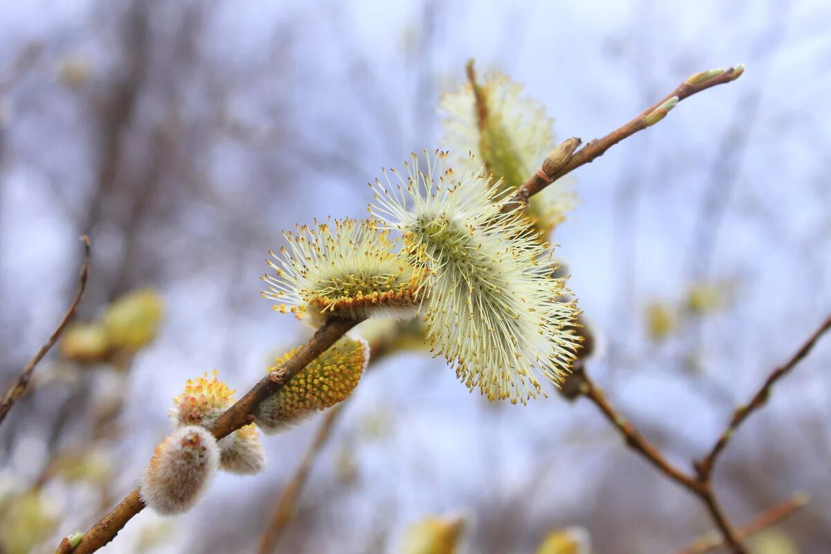 верба это ольха или нет. ольха и верба. ольха и верба. опыление березы. верба или ольха техника.