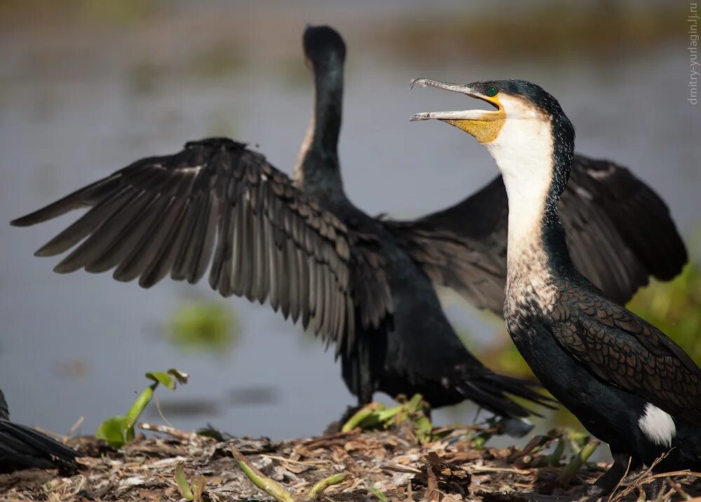 8 птиц. 8 птиц. 8 птиц. Мандра озеро птицы. 8 птиц.