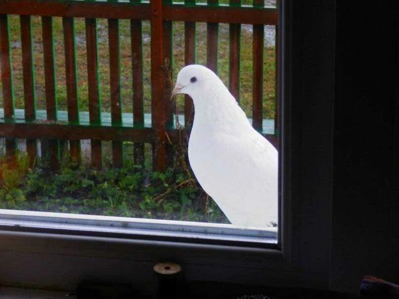 Голубь сел на подоконник. Голубь на подоконнике. Голуби на окна. Голубь за окном. Белый голубь на окне.