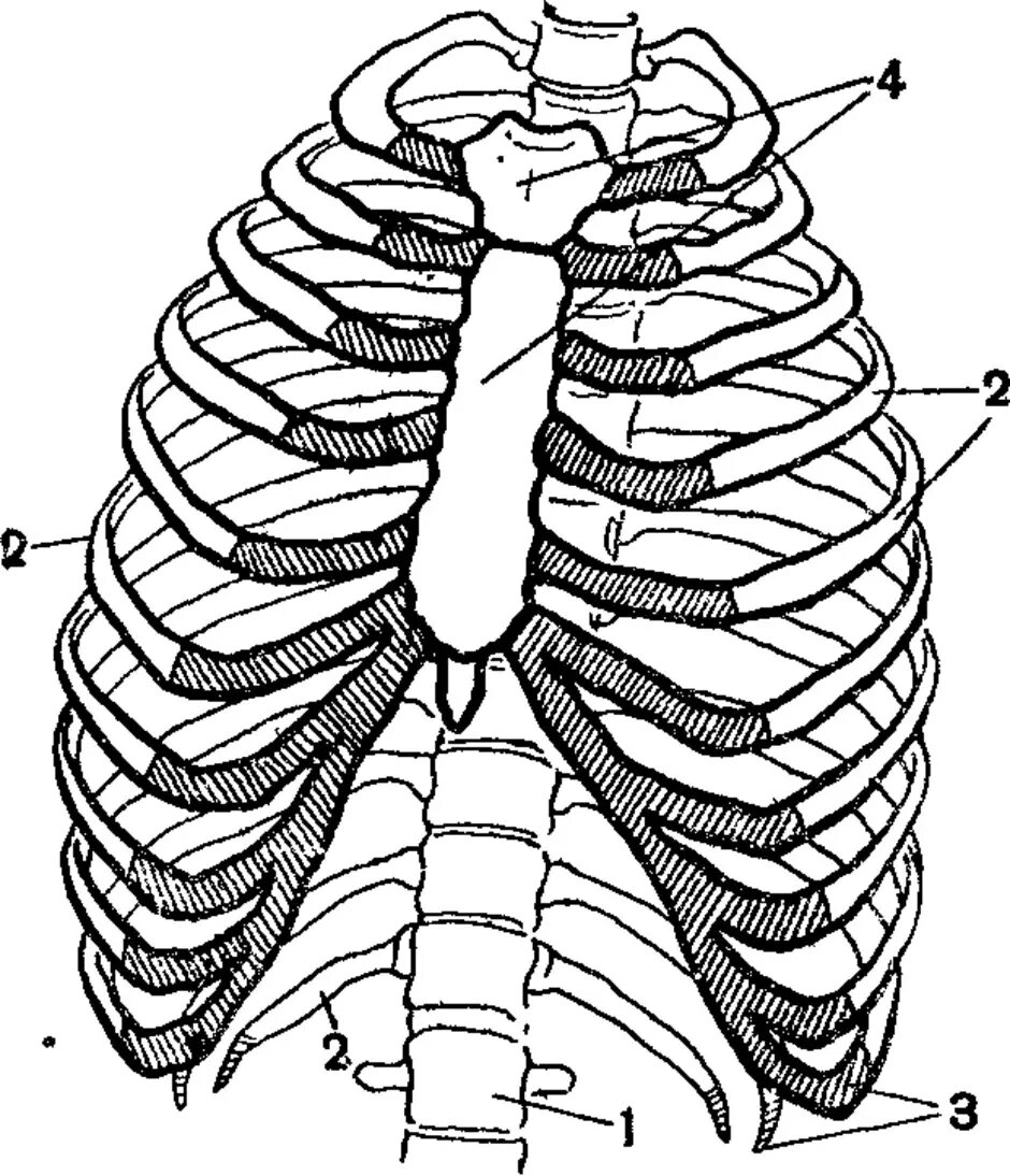 Какое строение грудной клетки. Анатомия скелет грудной клетки ребра Грудина. Грудная клетка с ребрами и грудиной. Скелет грудной клетки ребра. Грудная клетка анатомия и 2 ребра.