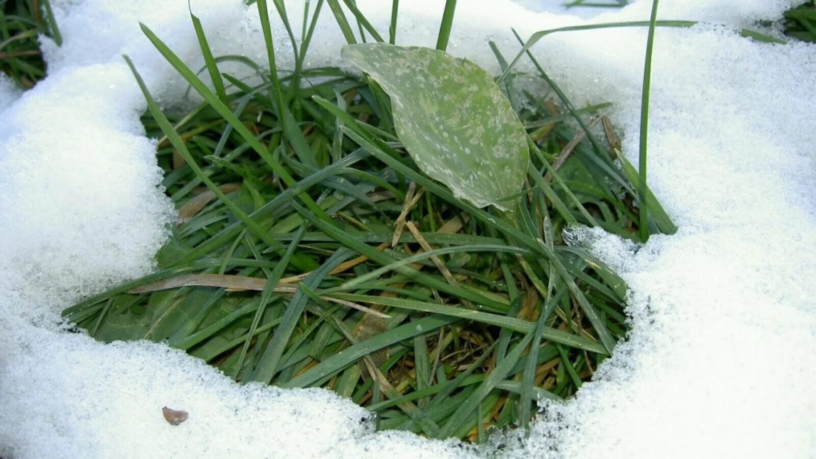 Тихо возится под снегом робкая мышь. Трава под снегом. Растения под снегом. Травинка под снегом. Зеленые растения под снегом.