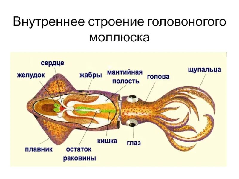 Строение головоногих моллюсков кальмара. Внутреннее строение кальмара. Внутренне строение кальмара. Внутренний хрящевой скелет головоногих. Каракатица организм