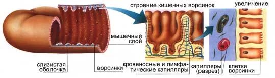 Через кишечник ворсинки в кровь всасываются. Строение ворсинки тонкого кишечника. Строение ворсинки тонкой кишки. Микроворсинки кишечника строение. Строение ворсинки тонкой кишки анатомия.