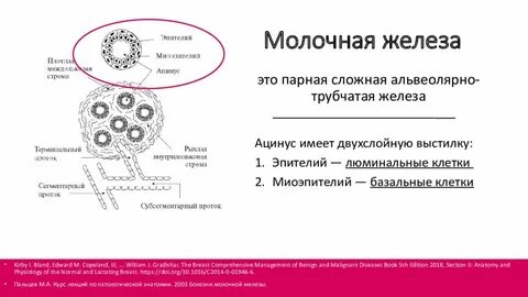 Железистый эпителий молочной железы