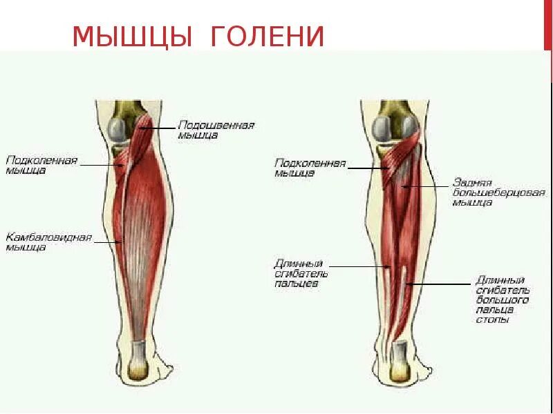 Перцовая мышца. Задняя большеберцовая мышца голени. задняя большеберцовая мышца голени анатомия. подколенная мышца голени анатомия. мышцы сгибатели голени анатомия.