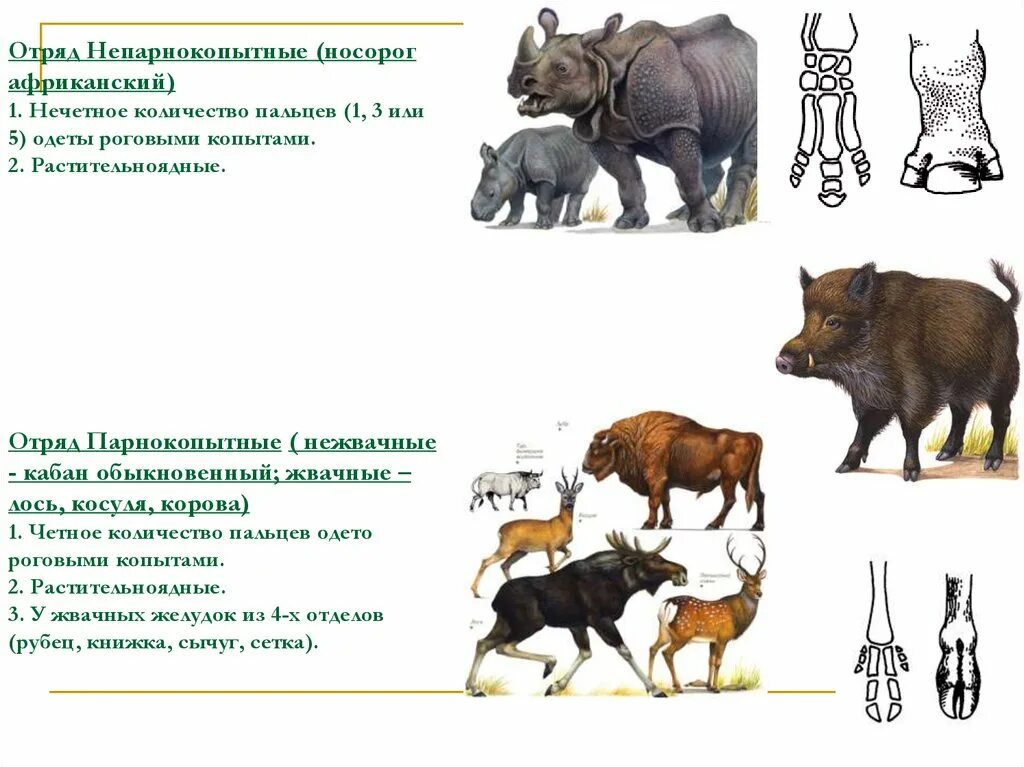 Является ли мамонт непарнокопытным. Является ли мамонт непарнокопытным