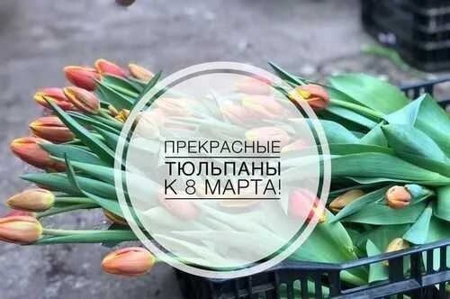 Реклама тюльпанов. Тюльпаны объявление. Рекламный слоган для продажи тюльпанов. Слоган для тюльпанов.